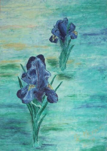Iris 48 x 63