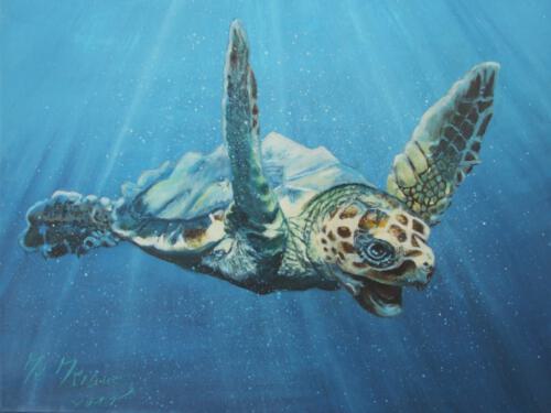 Tortuga 50 x 40